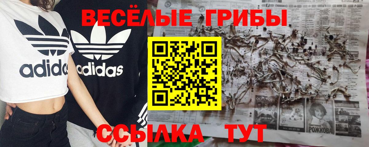 Строитель  Псилоцибиновые грибы GOLDEN TEACHER  Вход с VPN  Псилоцибиновые грибы Cubensis 